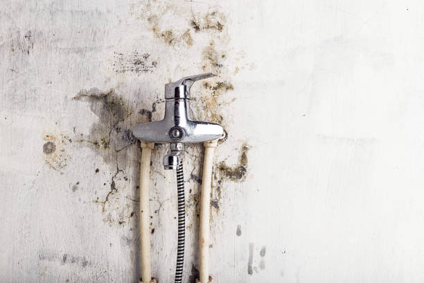 Best Home Mold Removal  in Moyock, NC