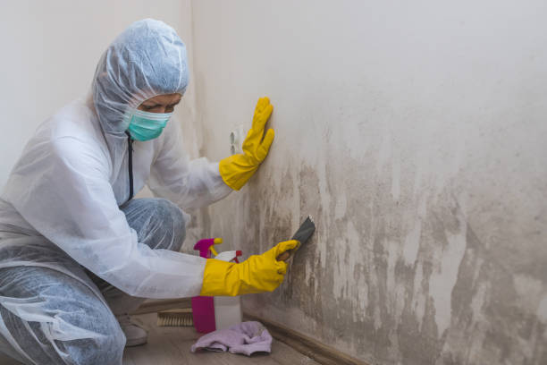 Best Certified Mold Removal  in Moyock, NC