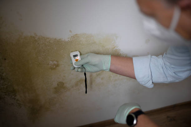Best Black Mold Removal  in Moyock, NC