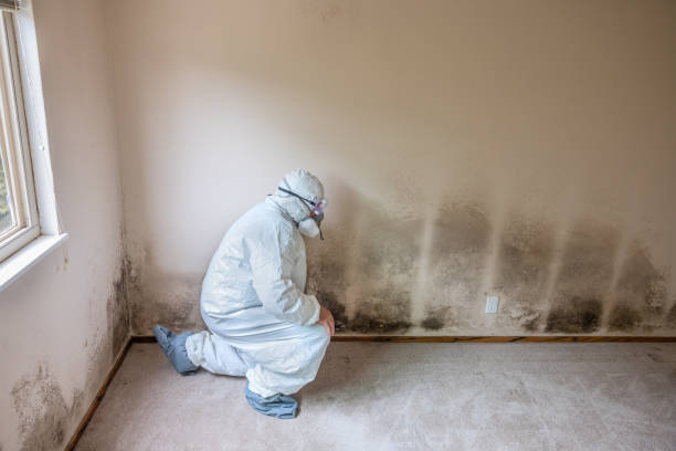 Best Professional Mold Removal  in Moyock, NC