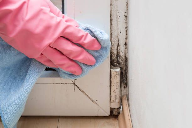 Best Local Mold Removal Service  in Moyock, NC