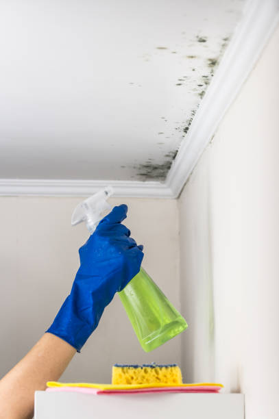 Best Best Mold Removal Companies  in Moyock, NC