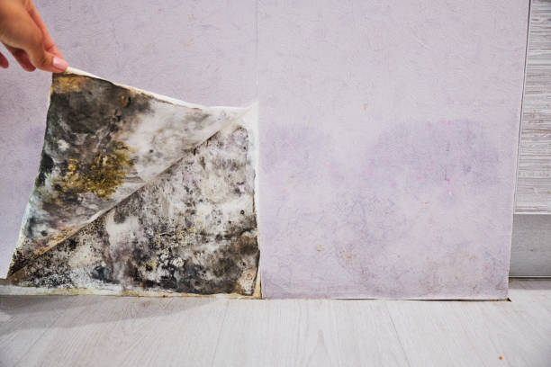 Best Office Mold Removal Services  in Moyock, NC